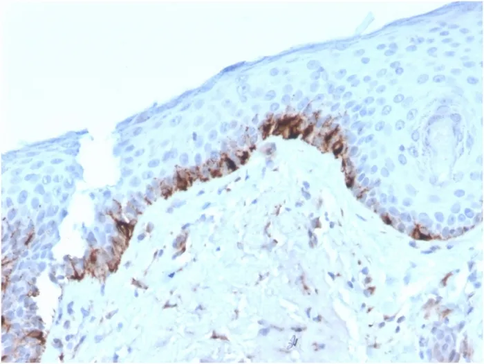 Anti-Tyrosinase-Related Protein-1 (TYRP-1) (Melanoma Marker)(TYRP1/3282), CF405S conjugate - image 1