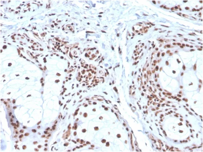 Anti-Nucleophosmin (Acute Myeloid Leukemia Marker)(NPM1/3286), CF568 conjugate - image 1