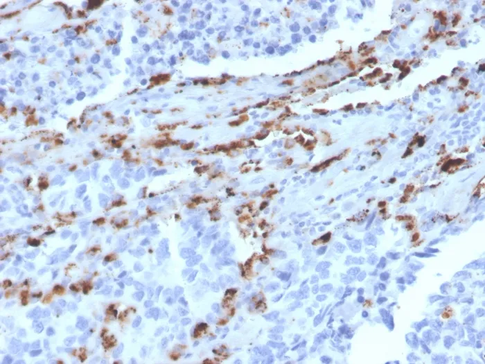 Anti-Napsin A (Lung Adenocarcinoma Marker)(NAPSA/3309), CF488A conjugate - image 1
