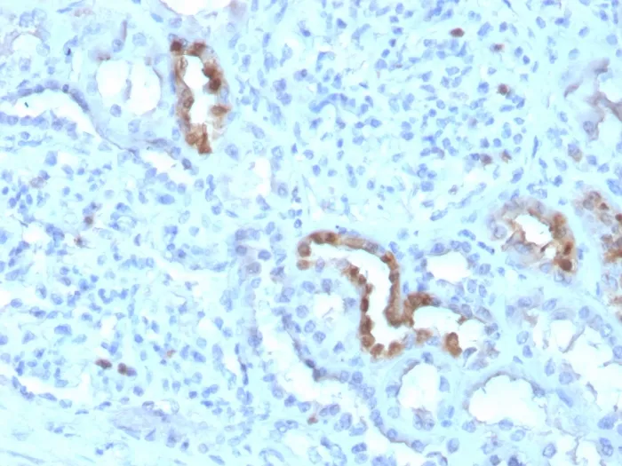 Anti-Calbindin 1 (CALB1)(CALB1/3333) - image 1