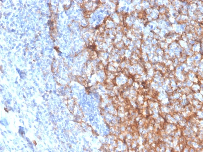 Anti-CD11b / MAC-1 (Microglial Marker)(ITGAM/3337) - image 1