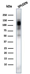 Anti-CD11b / MAC-1 (Microglial Marker)(ITGAM/3338) - image 1
