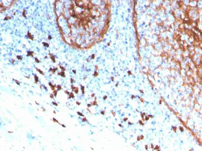 Anti-CD11b / MAC-1 (Microglial Marker)(ITGAM/3339) - image 1