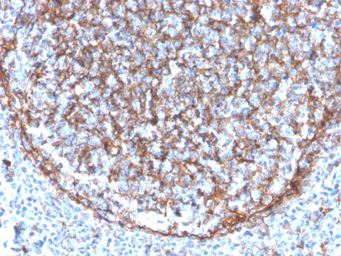 Anti-CD11b / MAC-1 (Microglial Marker)(ITGAM/3340) - image 1