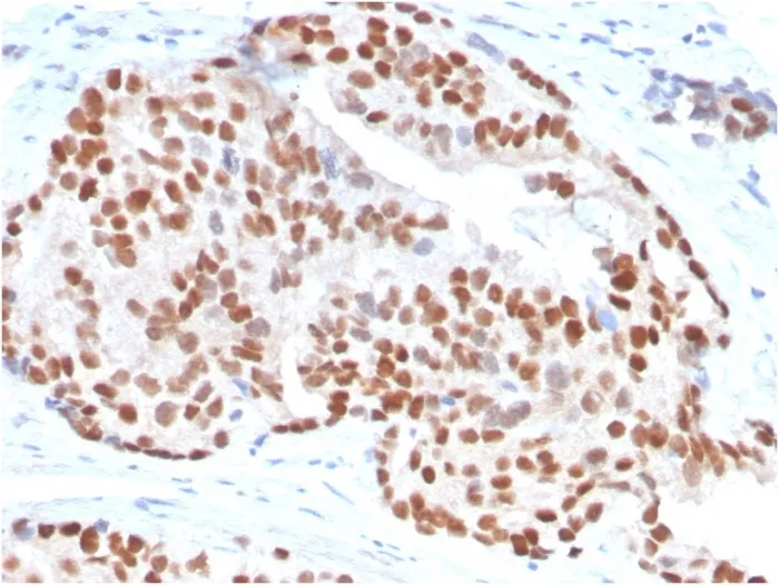 Anti-NKX3.1 (Metastatic Prostate Adenocarcinoma Marker)(NKX3.1/3347), CF405S conjugate - image 1
