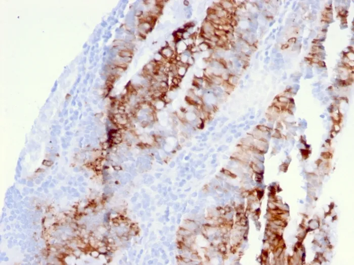 Anti-CD262 / DR5(DR5/3381), Biotin conjugate - image 1
