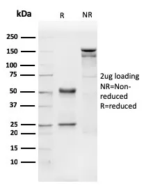 Anti-CD31 / PECAM-1 (Endothelial Cell Marker)(PECAM1/3540) - image 1