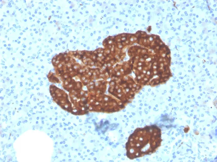 Anti-Synaptophysin (Neuroendocrine Marker)(SYP/3551), CF488A conjugate - image 1