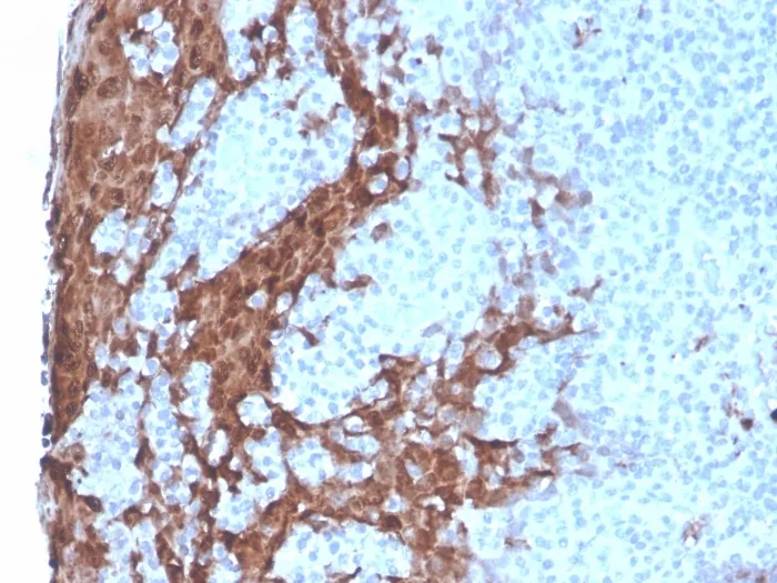 Anti-Granulocyte-Colony Stimulating Factor (G-CSF)(rCSF3/900), CF640R conjugate - image 1