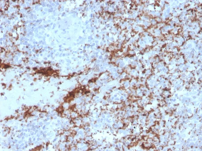 Anti-CD61 / Integrin '3 / Platelet Glycoprotein IIIa (Platelet Marker)(rITGB3/2145) - image 1