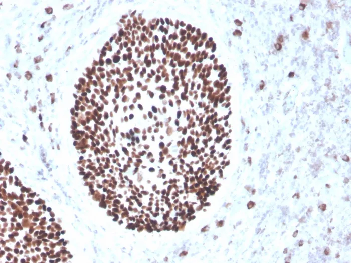 Anti-SOX2 (Embryonic Stem Cell Marker)(rSOX2/1791) - image 1