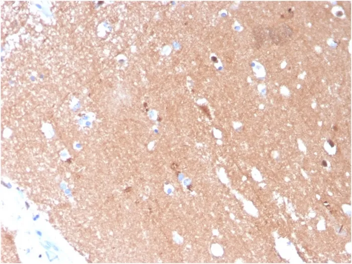Anti-Tubulin beta 3 / TUBB3 (Neuronal & Stem Cell Marker)(TUBB3/3731), CF405S conjugate - image 1