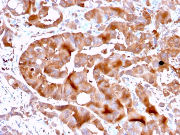 Anti-FABP5 (Marker of Metastatic Potential in Colorectal Cancer)(FABP5/3750), CF405S conjugate - image 1