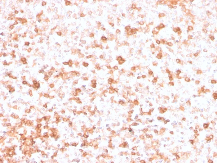 Anti-Human Lambda Light Chain (B-Cell Marker)(rLLC/3777), CF488A conjugate - image 1