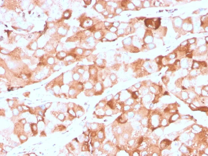 Anti-Prolactin Receptor (hPRL Receptor)(rPRLR/742), CF647 conjugate - image 1