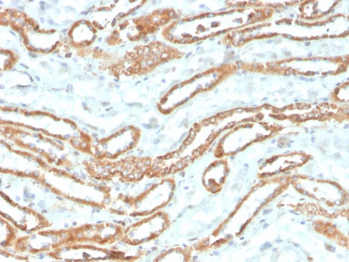 Anti-Aurora B (Proliferation Marker)(rAURKB/1592) - image 1