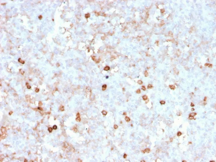 Anti-CD14 (Monocyte / Macrophage Marker)(rLPSR/2408), CF568 conjugate - image 1