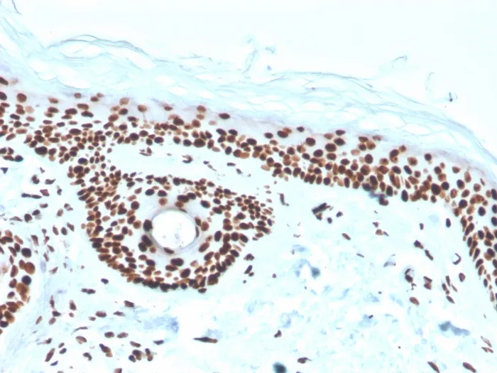 Anti-Nucleophosmin (Acute Myeloid Leukemia Marker)(rNPM1/1901), CF405S conjugate - image 1