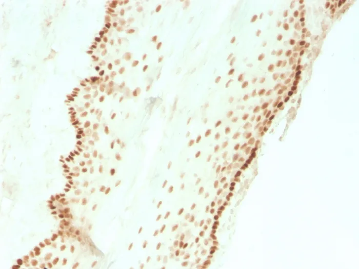 Anti-SOX2 (Embryonic Stem Cell Marker)(SOX2/3811R), CF405S conjugate - image 1