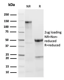 Anti-TPO (Thyroid Peroxidase) (Thyroid Marker)(TPO/3813R), CF568 conjugate - image 1