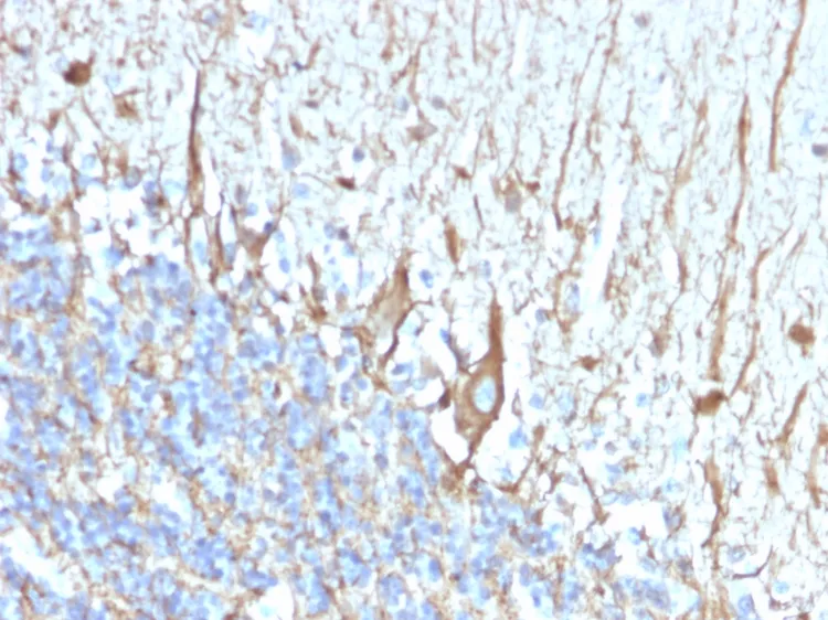 Anti-Neurofilament (H+L) (Neuronal Marker)(2F11), CF488A conjugate - image 1