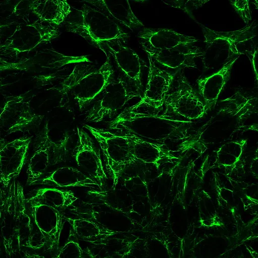 CF®640R Goat Anti-Digoxigenin/Digoxin (DIG) - image 2