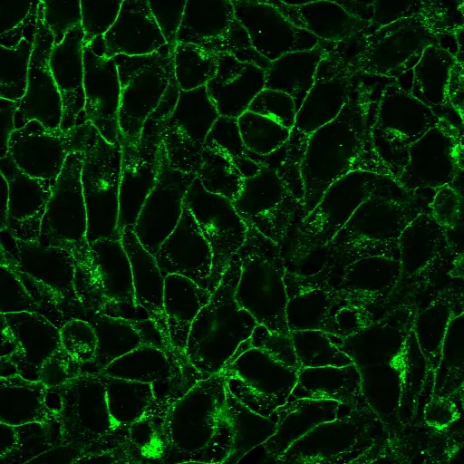 CF®594 Rabbit Anti-DNP - image 2
