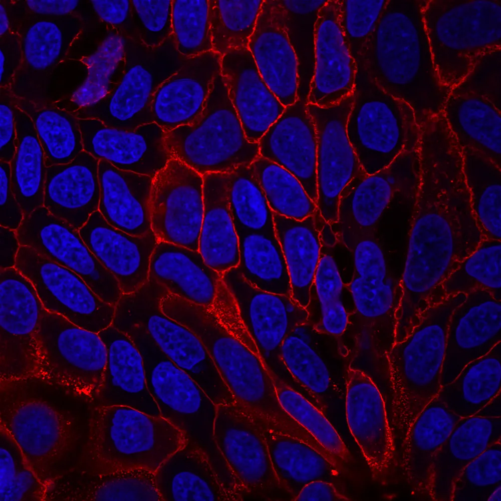 Anti-CD9 Mouse Monoclonal Antibody (HI9a), R-PE Conjugate - image 2