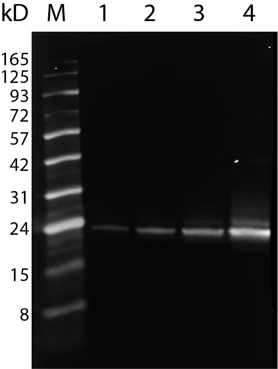 Anti-CD9 Mouse Monoclonal Antibody (HI9a), R-PE Conjugate - image 3