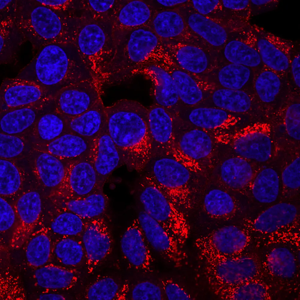 Anti-CD63 Mouse Monoclonal Antibody (H5C6), R-PE Conjugate - image 2