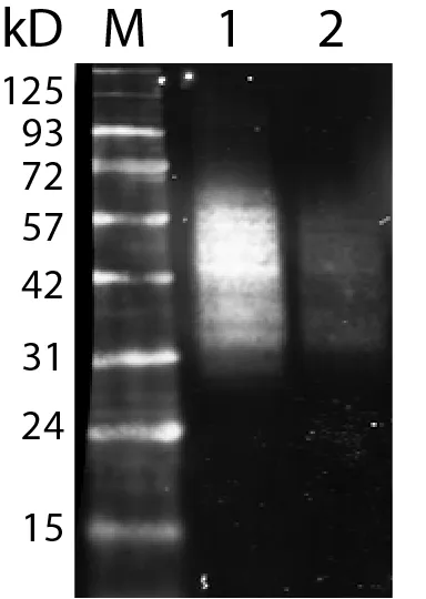 Anti-CD63 Mouse Monoclonal Antibody (H5C6), R-PE Conjugate - image 3