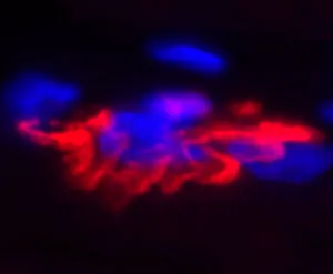 Alpha-Bungarotoxin, CF®633 100ug - image 3