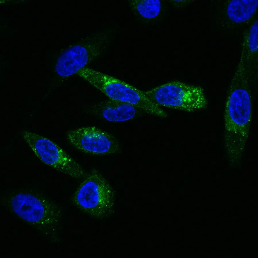 Cholera Toxin B, CF®488A Conjugate - image 4
