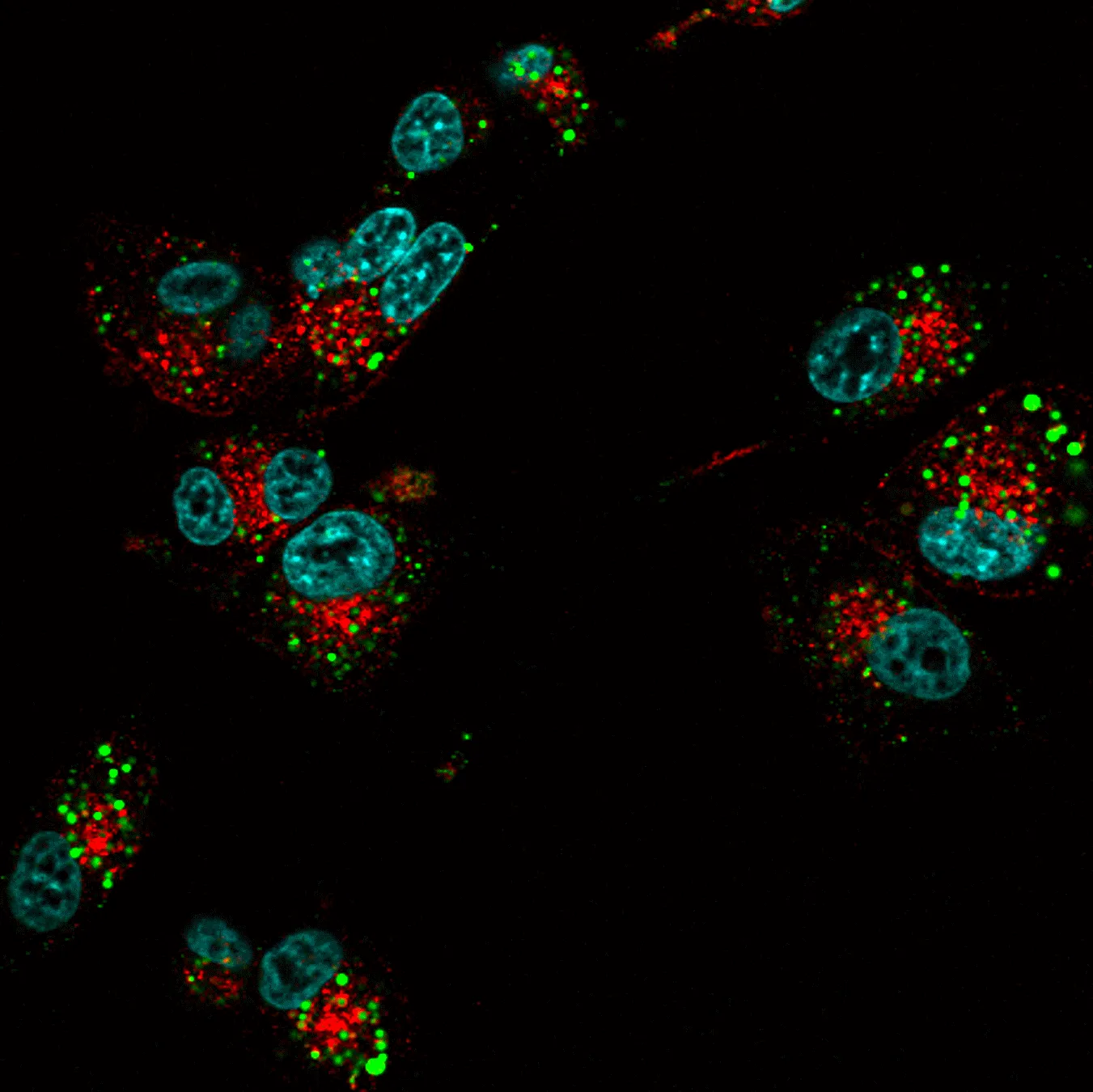 Human Transferrin, CF®568 Conjugate - image 2