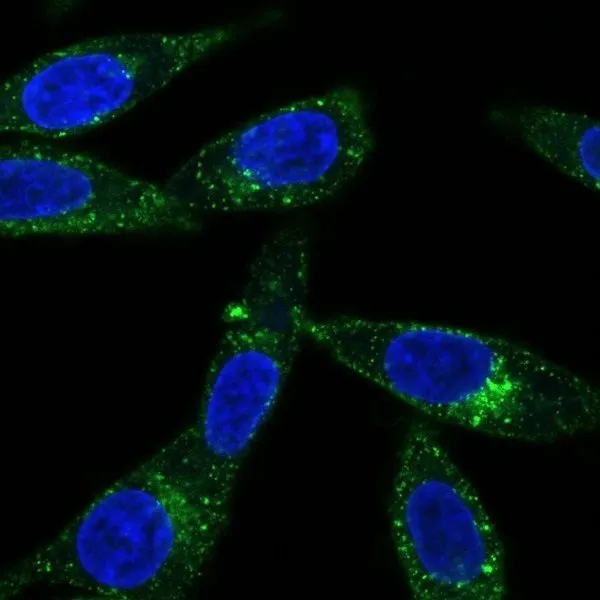 Human Transferrin, CF®568 Conjugate - image 3