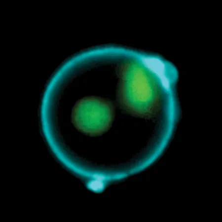 NucView® 488 Caspase-3 Substrate, 1mM in DMSO - image 2