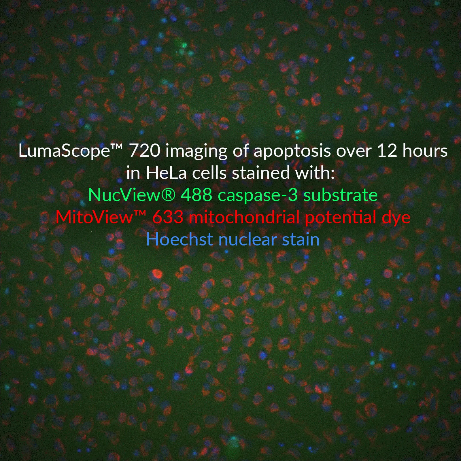 NucView® 488 Caspase-3 Substrate, 1mM in DMSO - image 5
