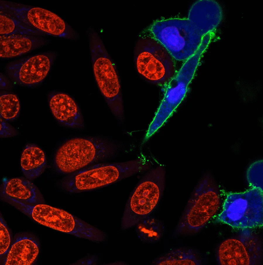 NucView® 488 Caspase-3 Substrate, 1mM in DMSO - image 7