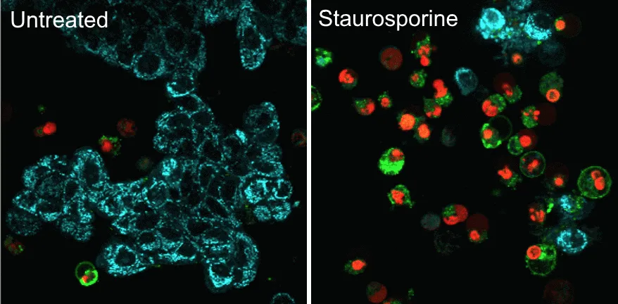 NucView® 488 Caspase-3 Substrate, 1mM in DMSO - image 10