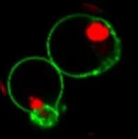 NucView® 488 Caspase-3 Substrate, 1mM in 1X PBS - image 9