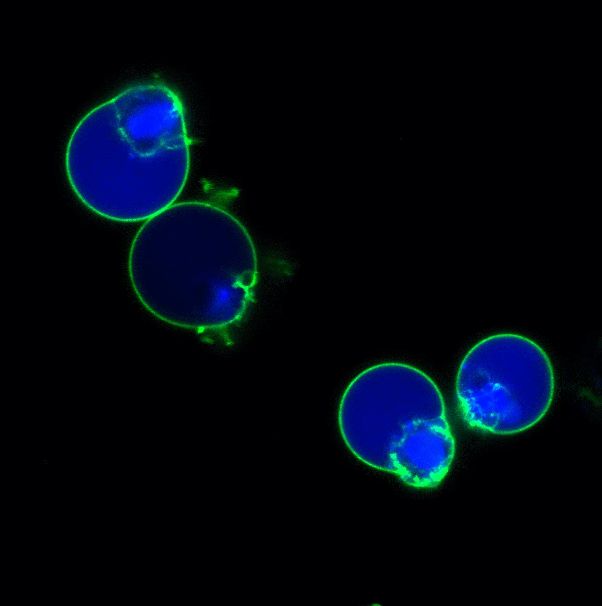 NucView® 405 Caspase-3 Substrate, 1 mM in DMSO - image 6