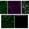CF®488A Monoclonal Mouse Anti-Fluorescein (FITC) IgG - image 2