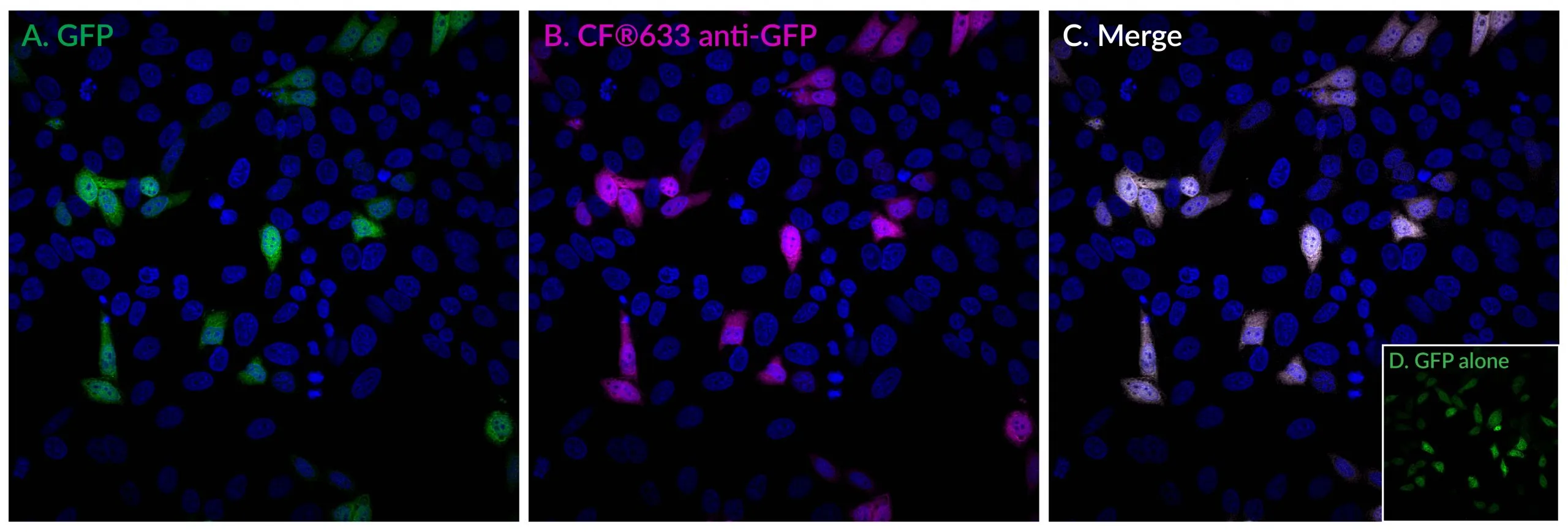 CF®640R Monoclonal Mouse Anti-GFP IgG - image 2
