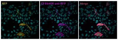CF®568 Rabbit Anti-RFP - image 2