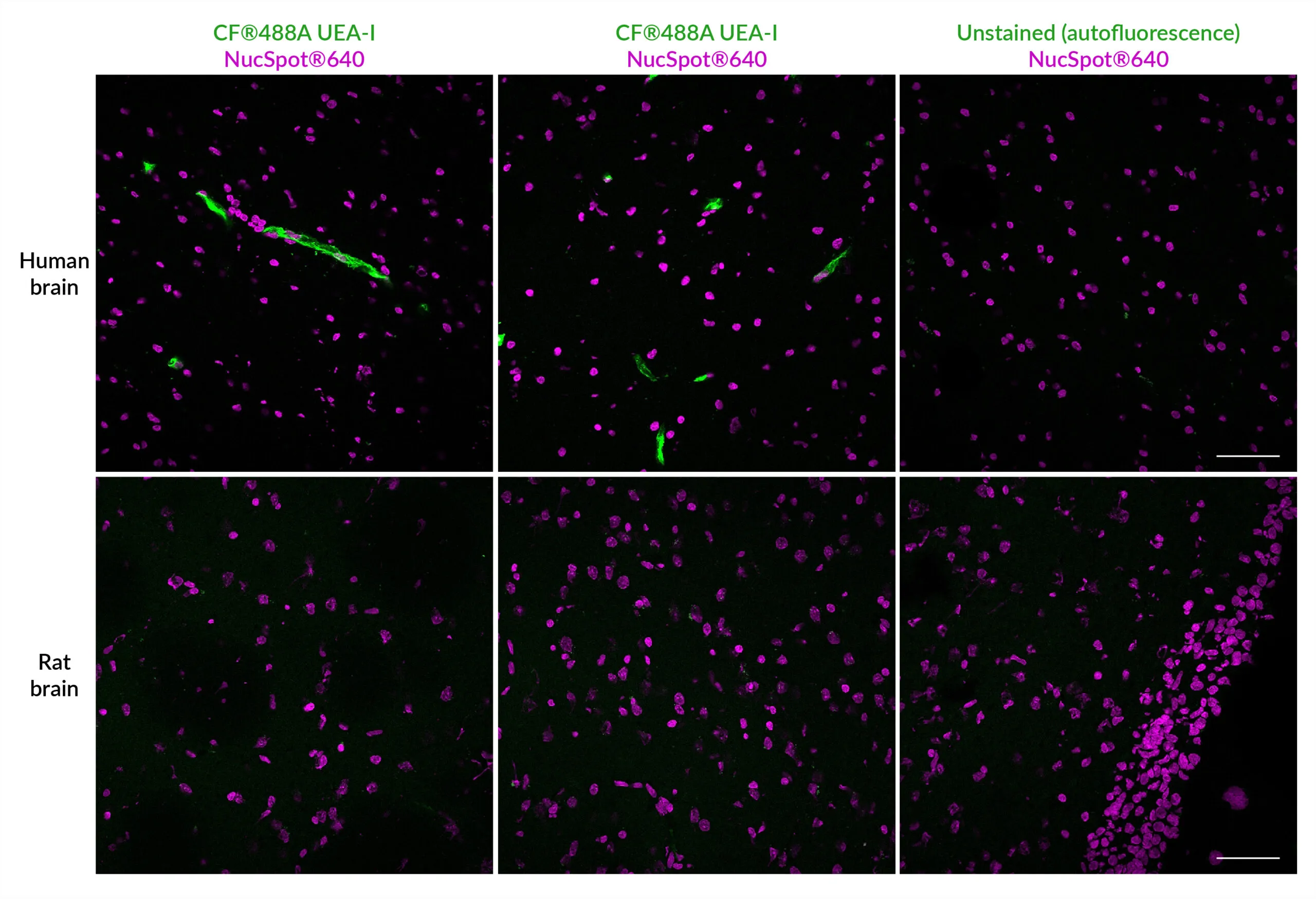 Ulex Europaeus Agglutinin I (UEA I), CF®640R Conjugate - image 2