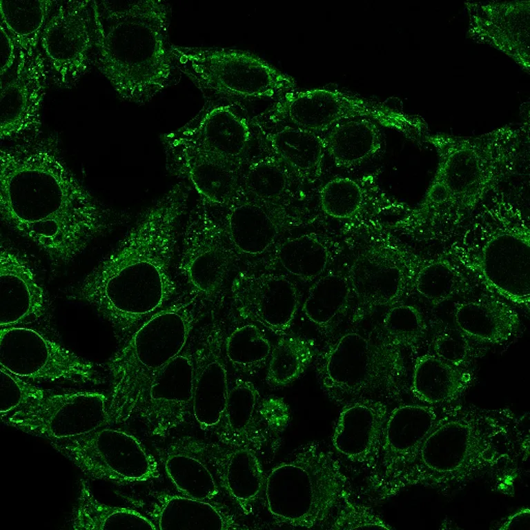 Ulex Europaeus Agglutinin I (UEA I), CF®640R Conjugate - image 3