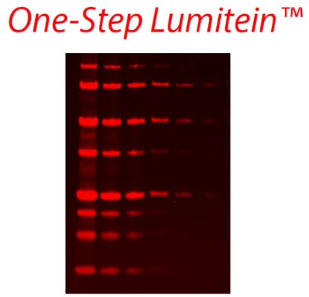 One-Step Lumitein™ Protein Gel Stain, 1X - image 2