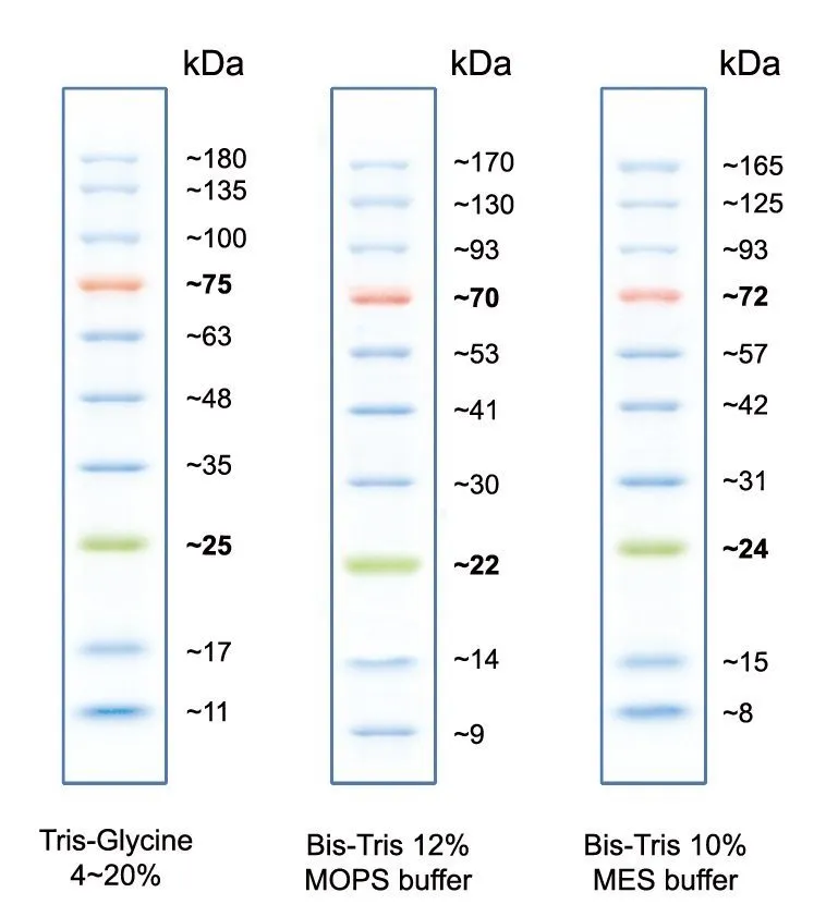 Peacock™ Prestained Protein Marker - image 2