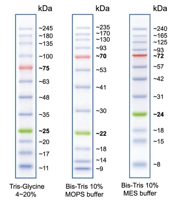 Peacock™ Plus Prestained Protein Marker - image 2