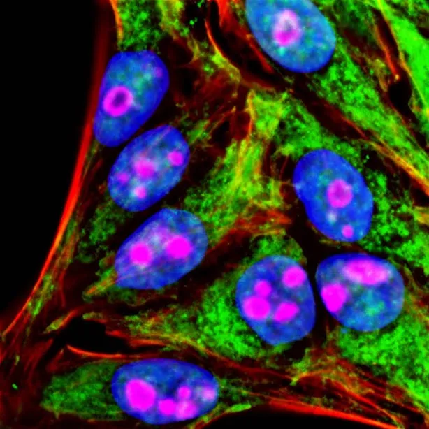 Ready-to-Use Tyramide Amplification Buffer, 1X - image 3